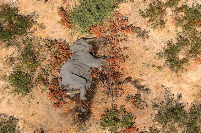 Afrika Sukrėtė Masinė 365 Dramblių Zutis Priezastys Mįslingos